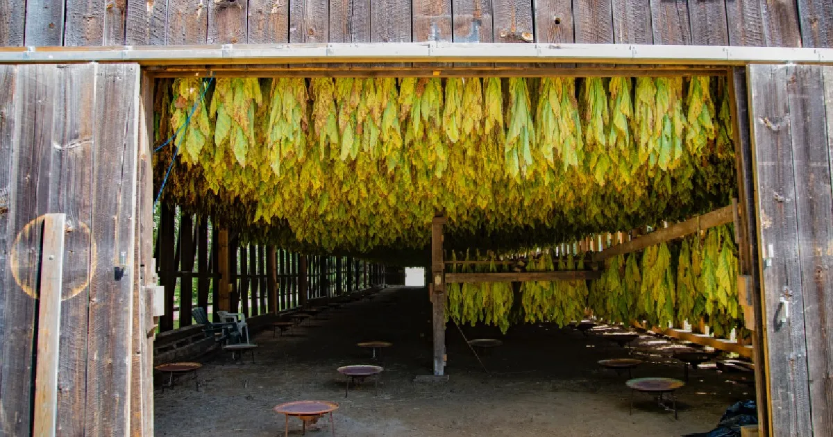 Analüüs: kas kuumutatav tubakas vähendab suitsetamise levikut?