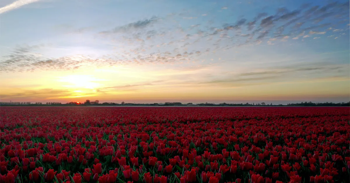 Sigaretiarmastus Hollandi südames