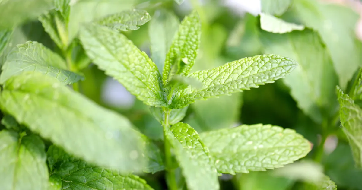 Riigikogu lubab turule uued tubakatooted, kuid e-sigareti kasutajate muret ei lahendanud